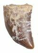 Undescribed Raptor Tooth - Aguja Formation, Texas #42997-1